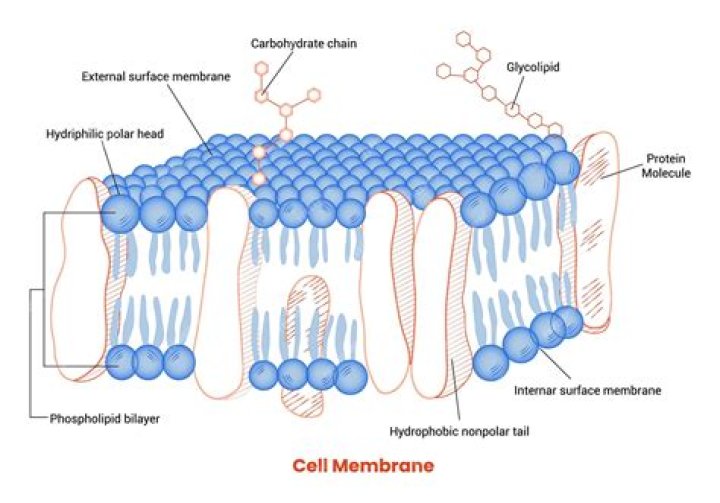 What are two functions of a cell membrane